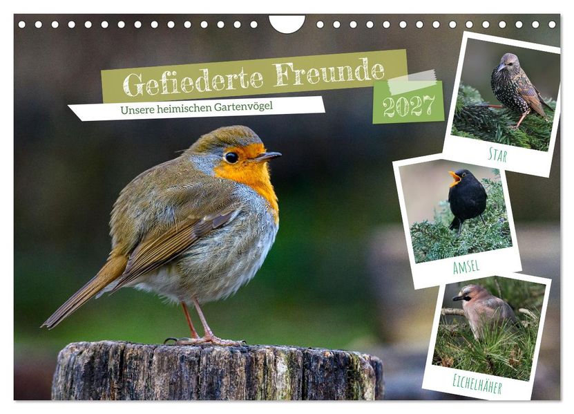 Gefiederte Freunde - Unsere heimischen Gartenvögel (Wandkalender 2027 DIN A4 quer) CALVENDO Monatskalender