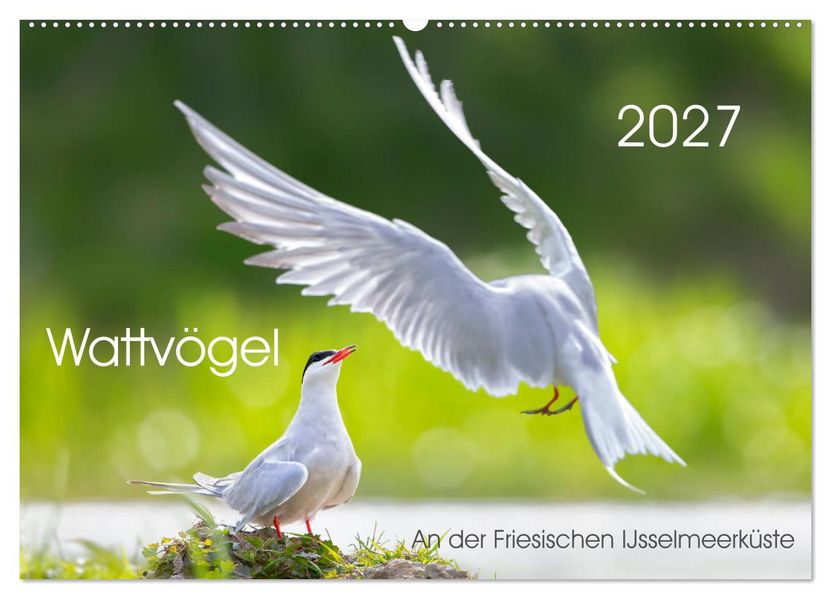 Wattvögel an der Friesischen IJsselmeerküste (Wandkalender 2027 DIN A2 quer) CALVENDO Monatskalender