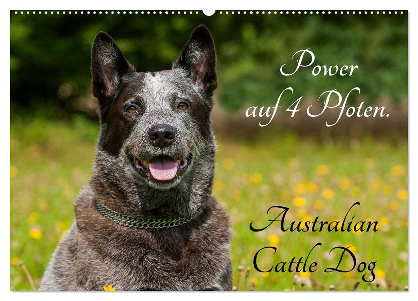 Power auf 4 Pfoten. Australian Cattle Dog (Wandkalender 2027 DIN A2 quer) CALVENDO Monatskalender