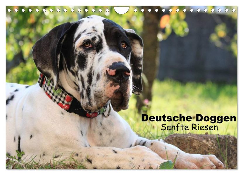 Deutsche Doggen - Sanfte Riesen (Wandkalender 2027 DIN A4 quer) CALVENDO Monatskalender