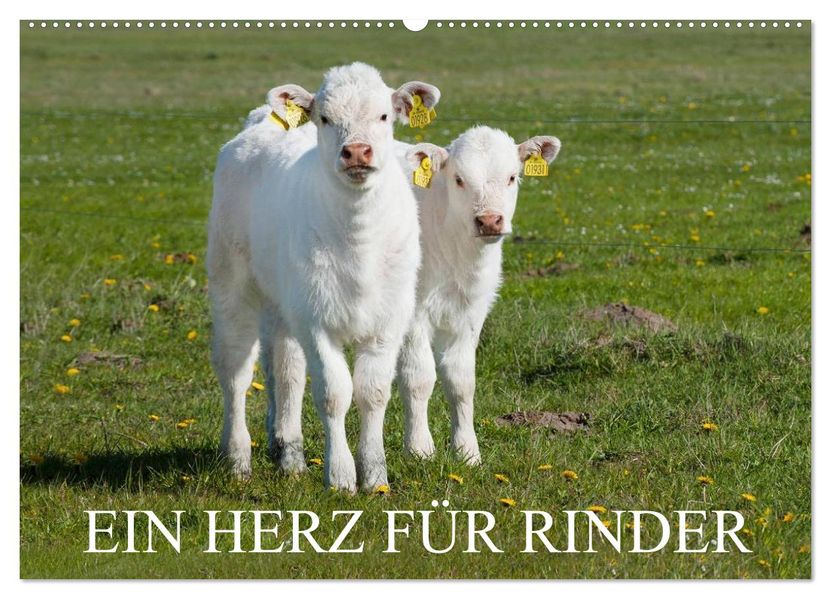 Ein Herz für Rinder (Wandkalender 2027 DIN A2 quer) CALVENDO Monatskalender