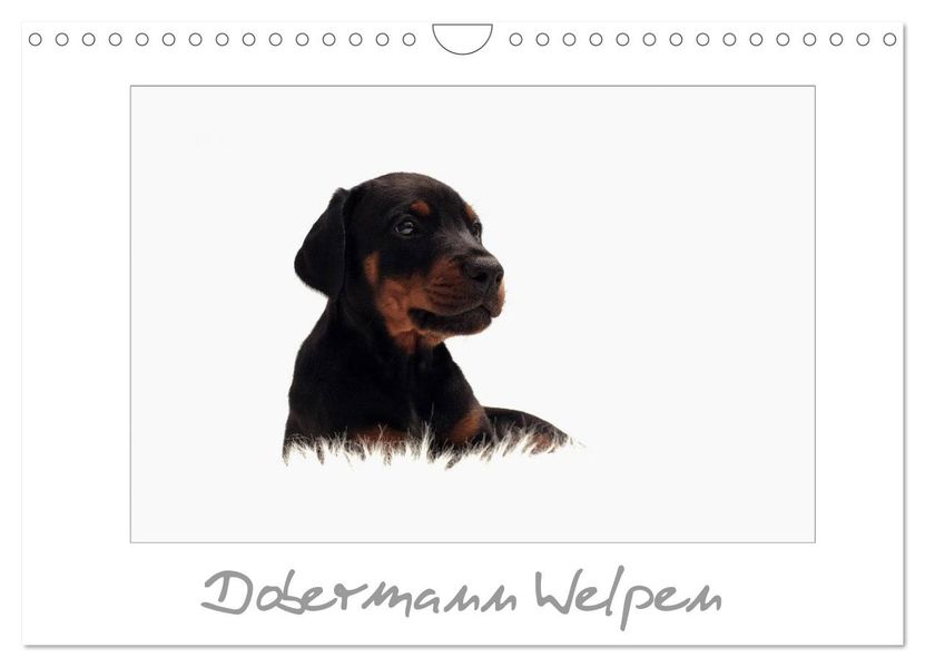 Dobermann Welpen (Wandkalender 2027 DIN A4 quer) CALVENDO Monatskalender