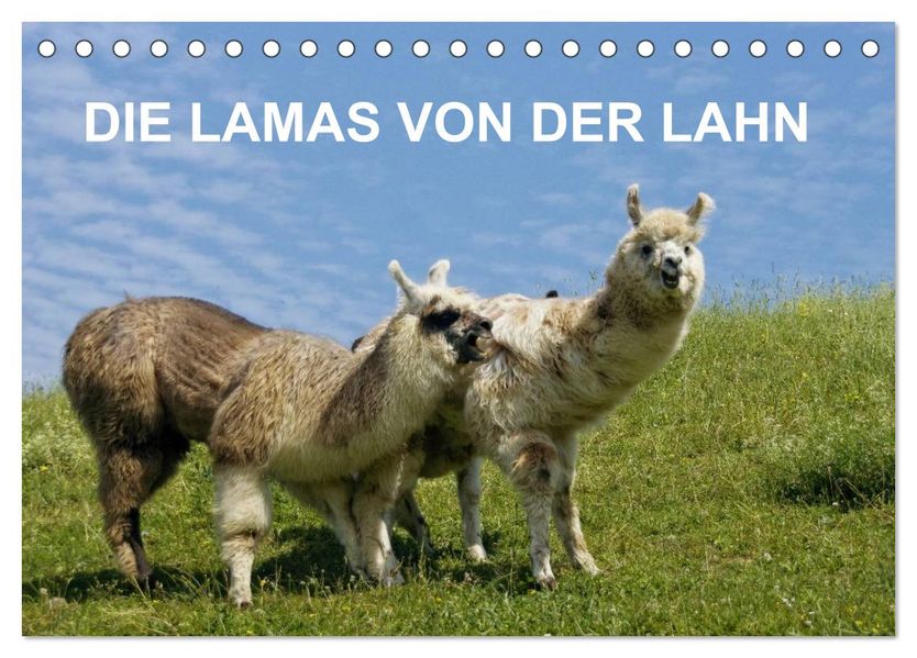 DIE LAMAS VON DER LAHN (Tischkalender 2027 DIN A5 quer) CALVENDO Monatskalender
