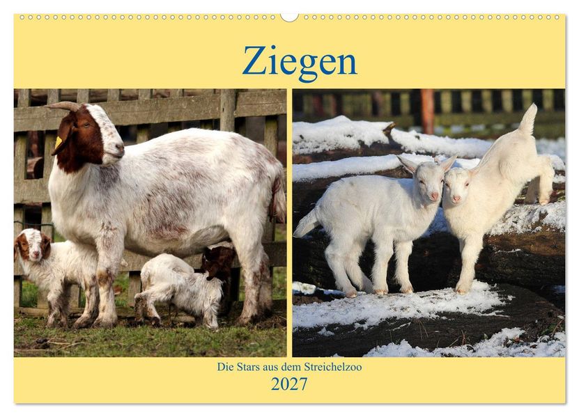Ziegen - Die Stars aus dem Streichelzoo (Wandkalender 2027 DIN A2 quer) CALVENDO Monatskalender
