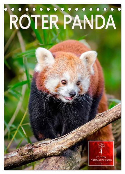 Roter Panda (Tischkalender 2027 DIN A5 hoch) CALVENDO Monatskalender