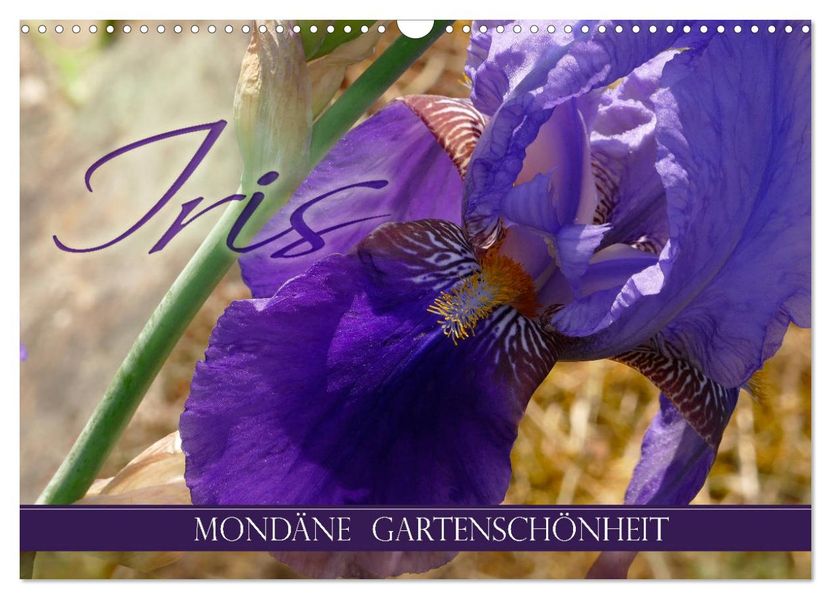 Iris - mondäne Gartenschönheit (Wandkalender 2027 DIN A3 quer) CALVENDO Monatskalender