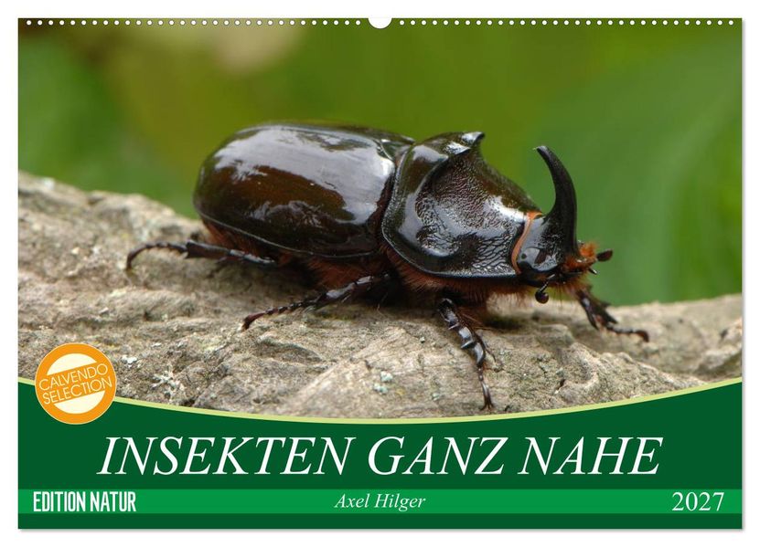 INSEKTEN GANZ NAHE (Wandkalender 2027 DIN A2 quer) CALVENDO Monatskalender