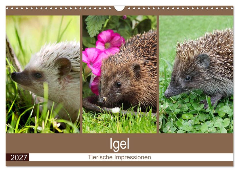 Igel 2027. Tierische Impressionen (Wandkalender 2027 DIN A3 quer) CALVENDO Monatskalender