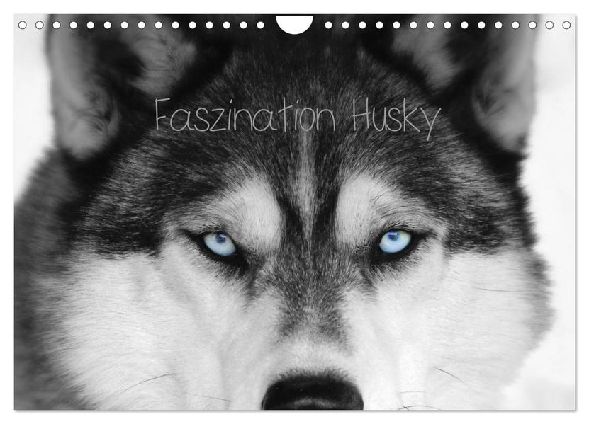 Faszination Husky (Wandkalender 2027 DIN A4 quer) CALVENDO Monatskalender