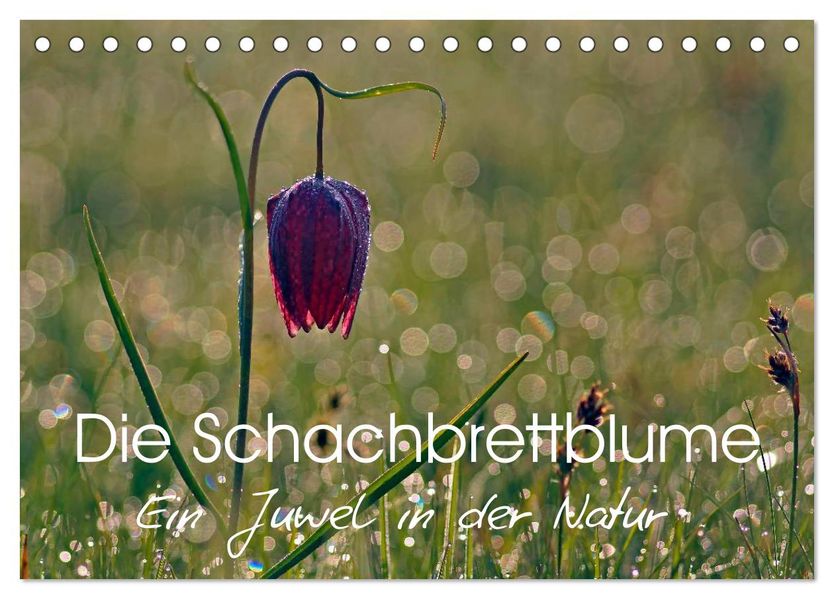 Die Schachbrettblume (Tischkalender 2027 DIN A5 quer) CALVENDO Monatskalender