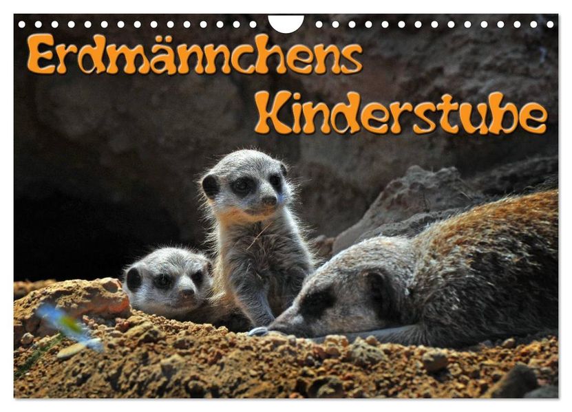 Erdmännchens Kinderstube (Wandkalender 2027 DIN A4 quer) CALVENDO Monatskalender