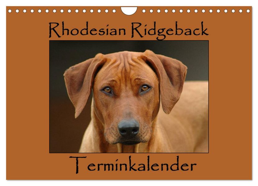 Rhodesian Ridgeback Terminkalender (Wandkalender 2027 DIN A4 quer) CALVENDO Monatskalender