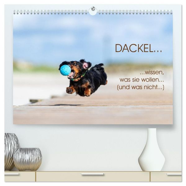 DACKEL... wissen was sie wollen... (und was nicht...) (hochwertiger Premium Wandkalender 2027 DIN A2 quer) Kunstdruck in Hochglanz