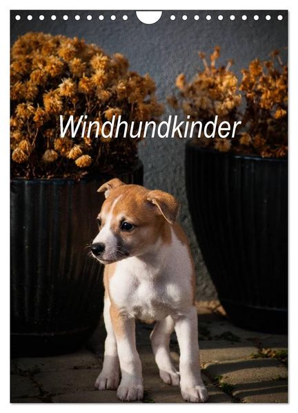 Windhundkinder (Wandkalender 2027 DIN A4 hoch) CALVENDO Monatskalender