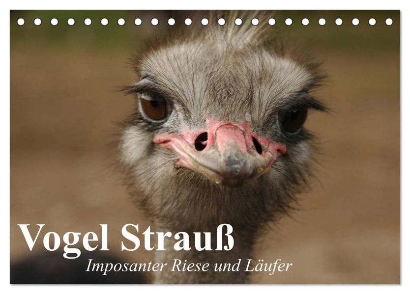 Vogel Strauß. Imposanter Riese und Läufer (Tischkalender 2027 DIN A5 quer) CALVENDO Monatskalender