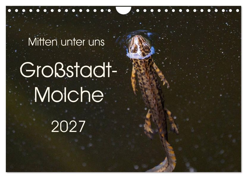 Mitten unter uns - Großstadt-Molche (Wandkalender 2027 DIN A4 quer) CALVENDO Monatskalender