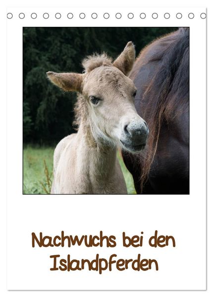 Nachwuchs bei den Islandpferden (Tischkalender 2027 DIN A5 hoch) CALVENDO Monatskalender