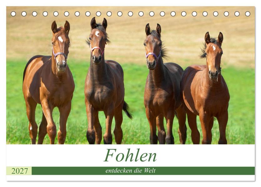 Fohlen entdecken die Welt (Tischkalender 2027 DIN A5 quer) CALVENDO Monatskalender