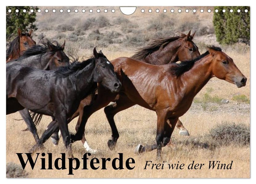 Wildpferde. Frei wie der Wind (Wandkalender 2027 DIN A4 quer) CALVENDO Monatskalender