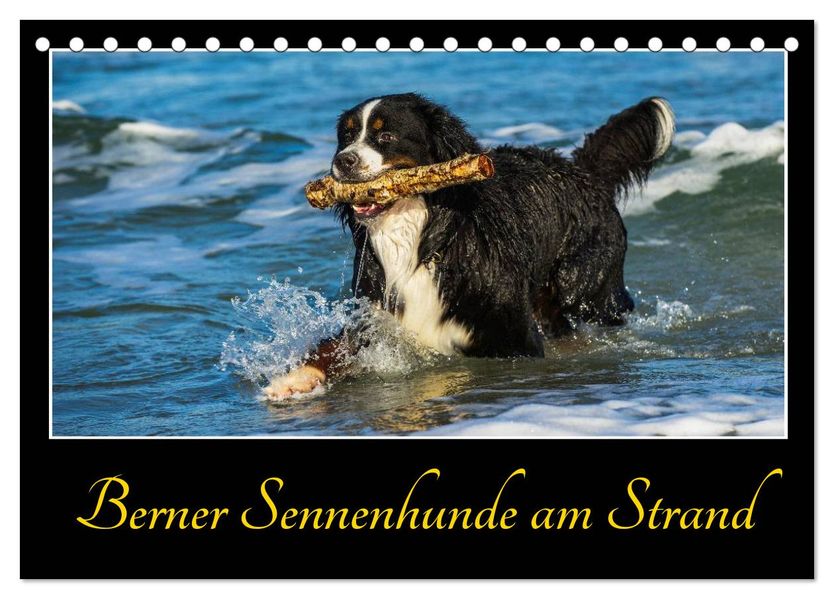 Berner Sennenhunde am Strand (Tischkalender 2027 DIN A5 quer) CALVENDO Monatskalender