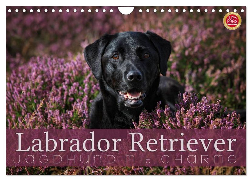 Labrador Retriever - Jagdhund mit Charme (Wandkalender 2027 DIN A4 quer) CALVENDO Monatskalender