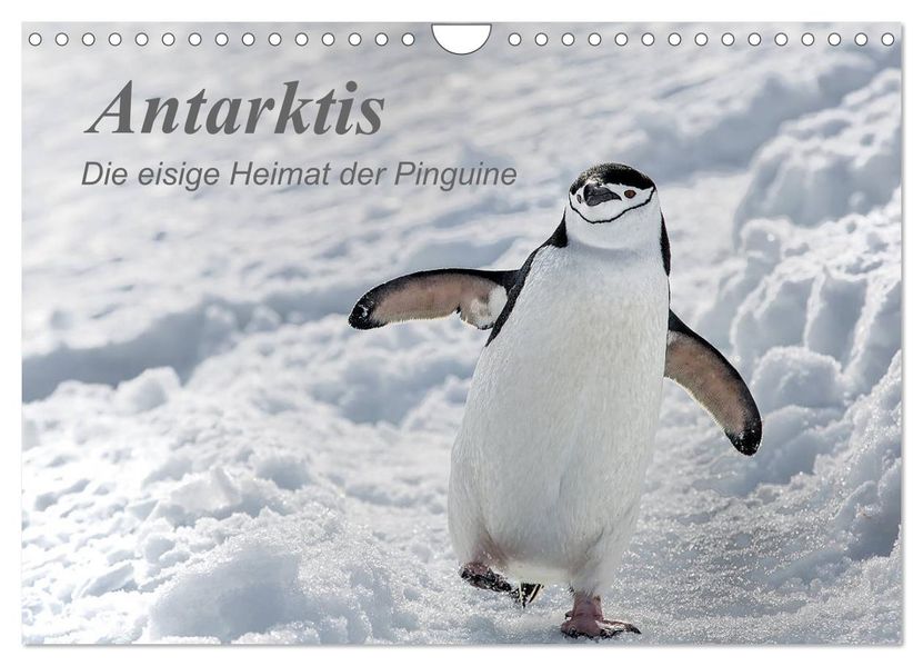 Antarktis die eisige Heimat der Pinguine (Wandkalender 2027 DIN A4 quer) CALVENDO Monatskalender