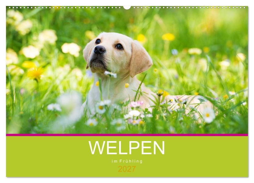 Welpen im Frühling (Wandkalender 2027 DIN A2 quer) CALVENDO Monatskalender