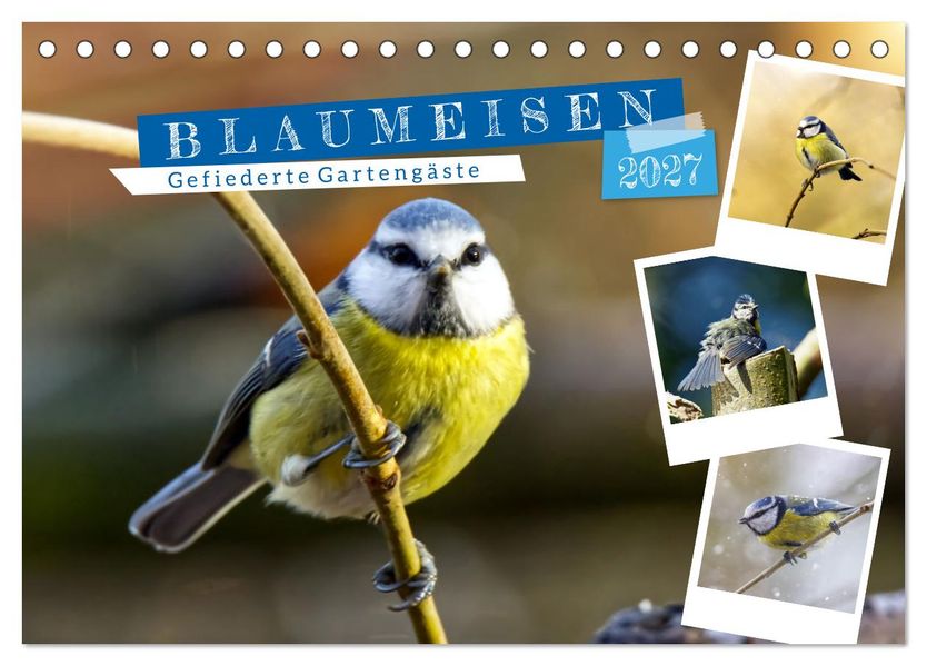 Gefiederte Gartengäste Blaumeisen (Tischkalender 2027 DIN A5 quer) CALVENDO Monatskalender