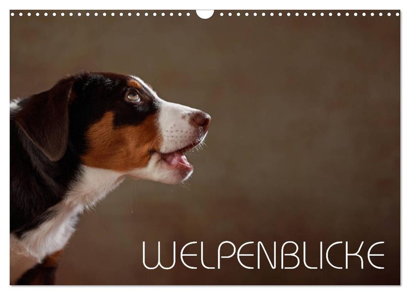 Welpenblicke (Wandkalender 2027 DIN A3 quer) CALVENDO Monatskalender