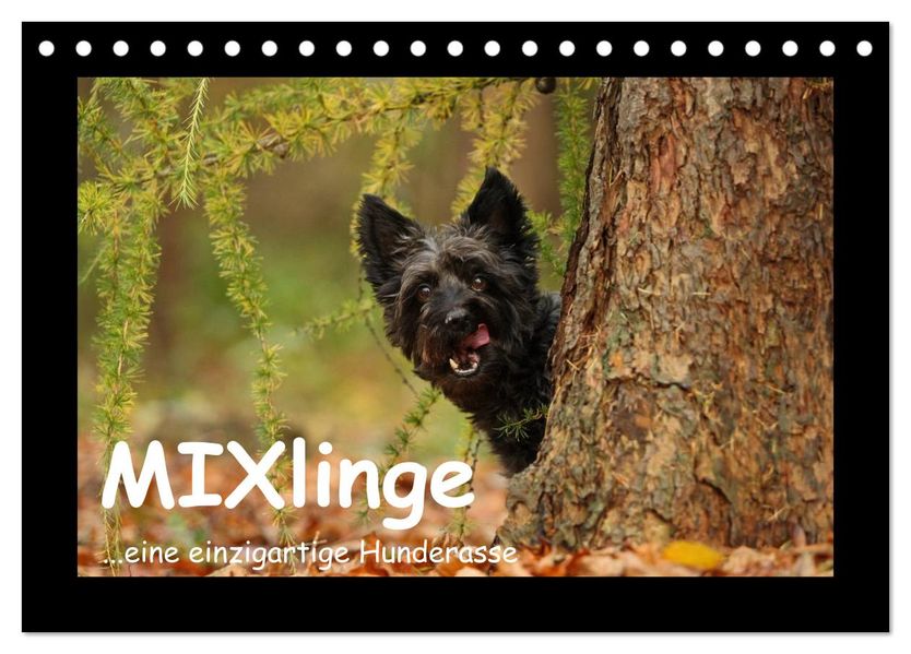 MIXlinge (Tischkalender 2027 DIN A5 quer) CALVENDO Monatskalender