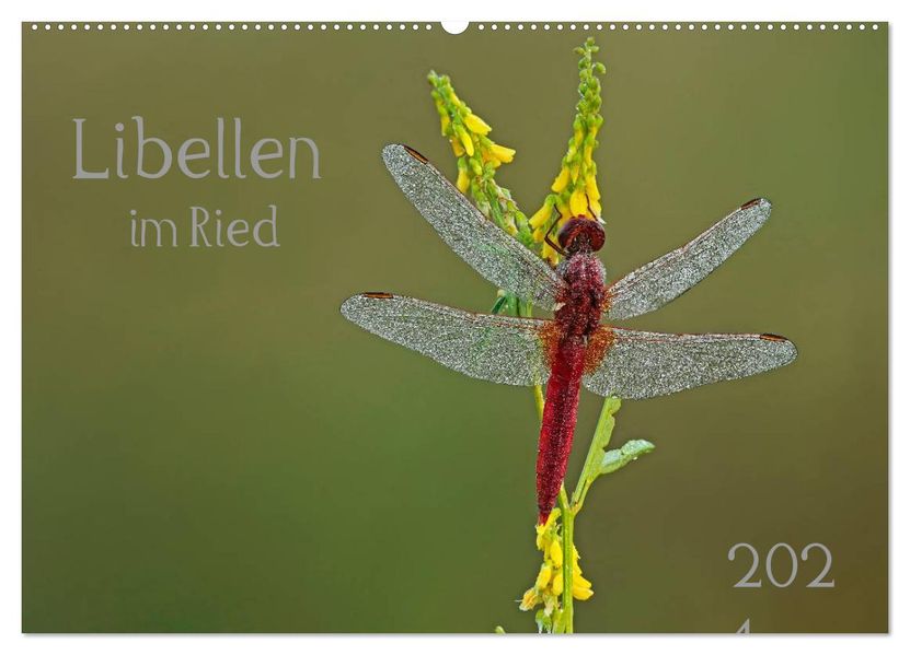 Libellen im Ried (Wandkalender 2027 DIN A2 quer) CALVENDO Monatskalender