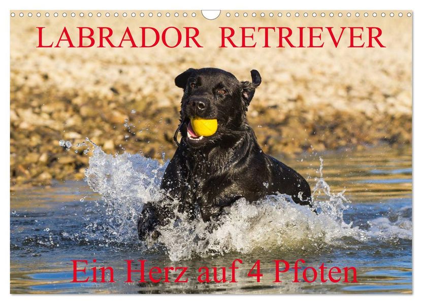 Labrador Retriever - ein Herz auf 4 Pfoten (Wandkalender 2027 DIN A3 quer) CALVENDO Monatskalender