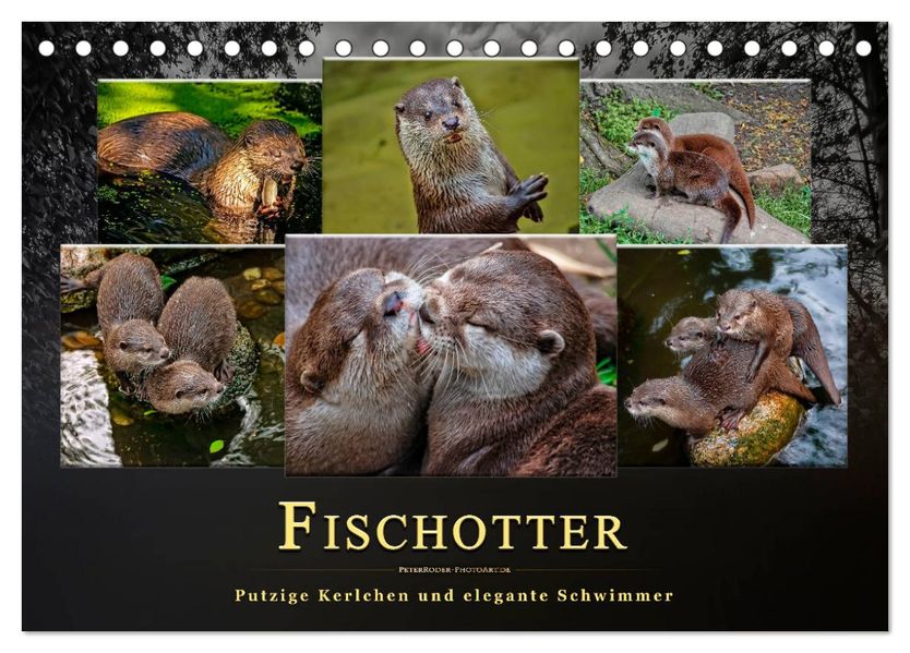 Fischotter - putzige Kerlchen und elegante Schwimmer (Tischkalender 2027 DIN A5 quer) CALVENDO Monatskalender
