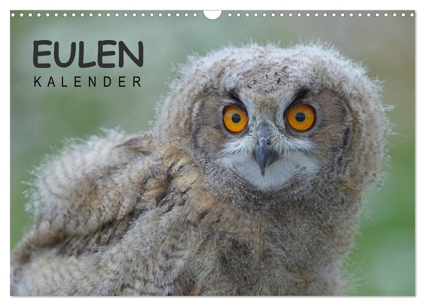Eulen-Kalender (Wandkalender 2027 DIN A3 quer) CALVENDO Monatskalender