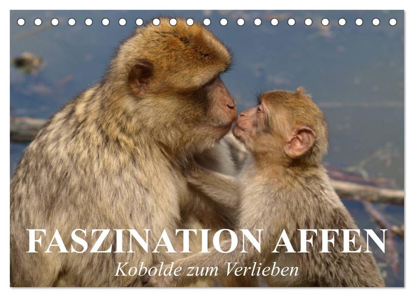 Faszination Affen. Kobolde zum Verlieben (Tischkalender 2027 DIN A5 quer) CALVENDO Monatskalender