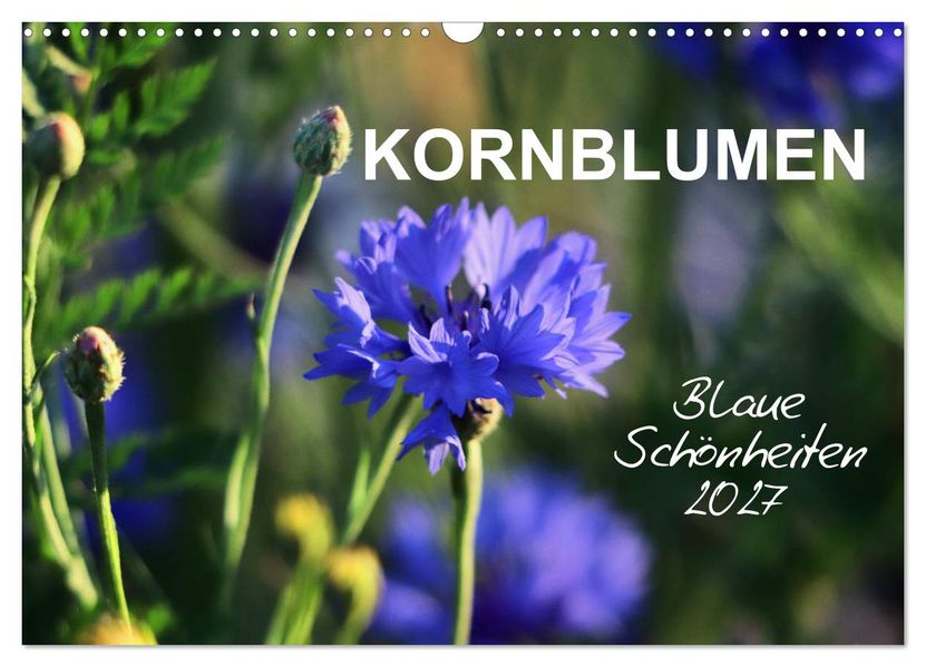 Kornblumen - Blaue Schönheiten (Wandkalender 2027 DIN A3 quer) CALVENDO Monatskalender