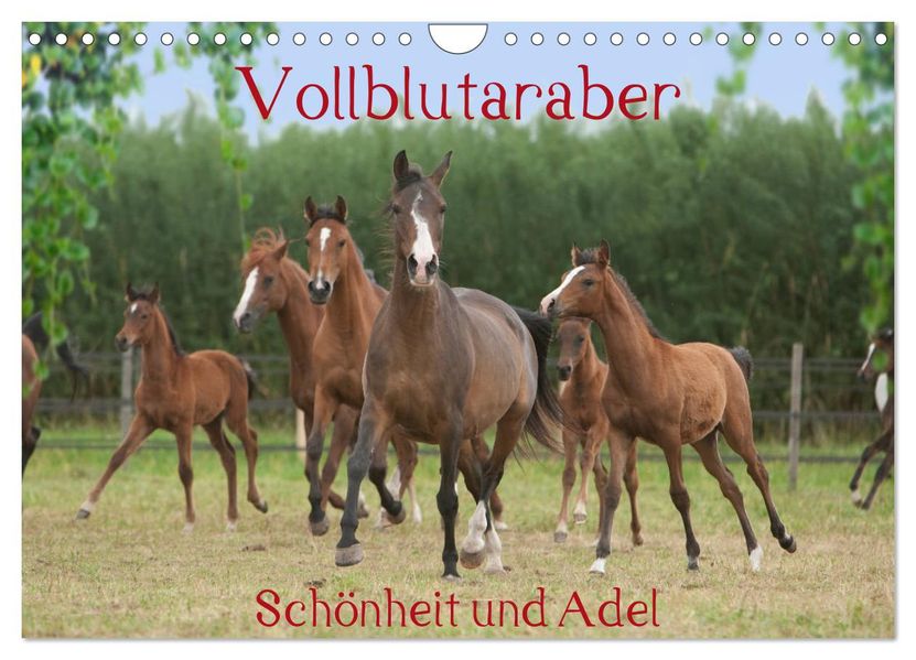 Vollblutaraber - Schönheit und Adel (Wandkalender 2027 DIN A4 quer) CALVENDO Monatskalender