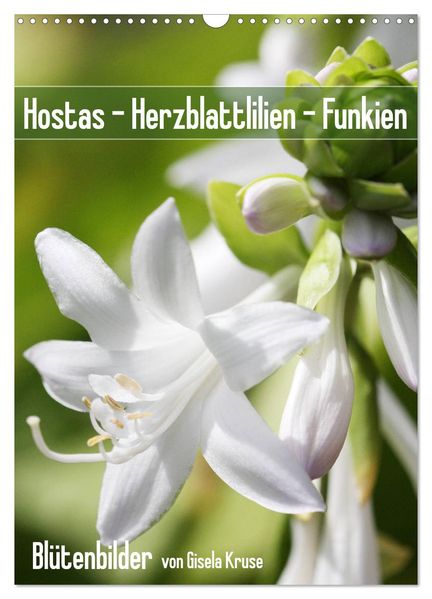 Hostas Herzblattlilien Funkien (Wandkalender 2027 DIN A3 hoch) CALVENDO Monatskalender