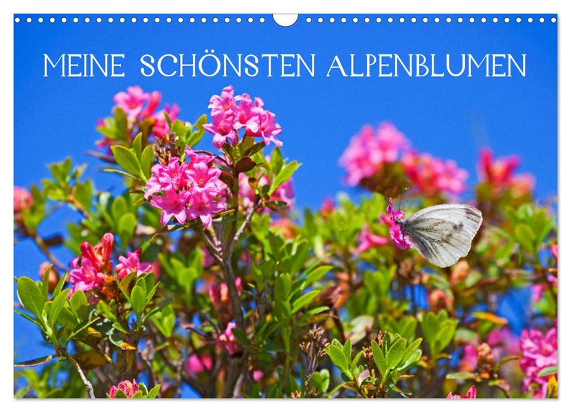 Meine schönsten Alpenblumen (Wandkalender 2027 DIN A3 quer) CALVENDO Monatskalender