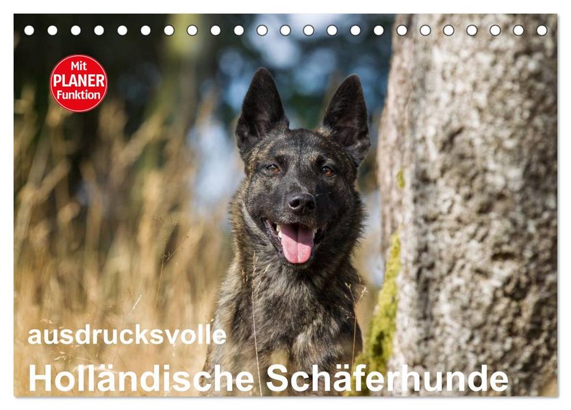 ausdrucksvolle Holländische Schäferhunde (Tischkalender 2027 DIN A5 quer) CALVENDO Monatskalender