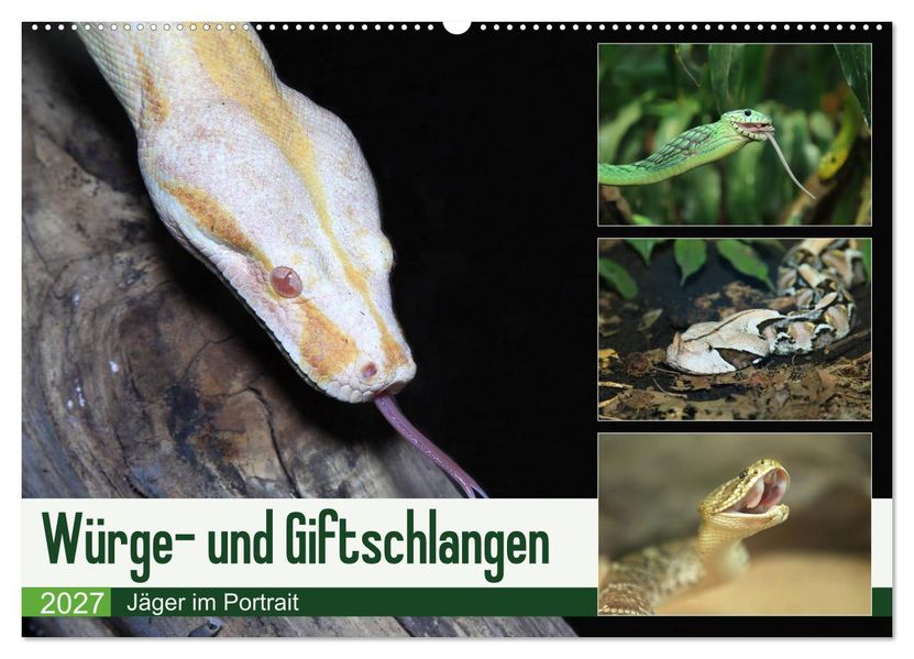 Würge- und Giftschlangen (Wandkalender 2027 DIN A2 quer) CALVENDO Monatskalender