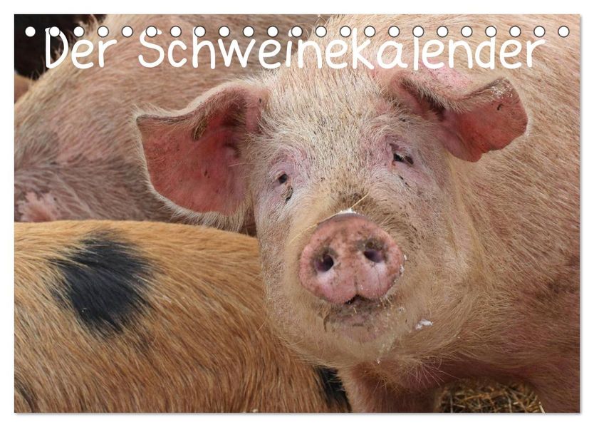 Der Schweinekalender (Tischkalender 2027 DIN A5 quer) CALVENDO Monatskalender