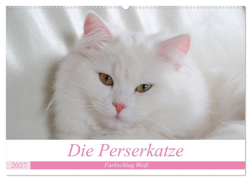 Die Perserkatze - Farbschlag Weiß (Wandkalender 2027 DIN A2 quer) CALVENDO Monatskalender