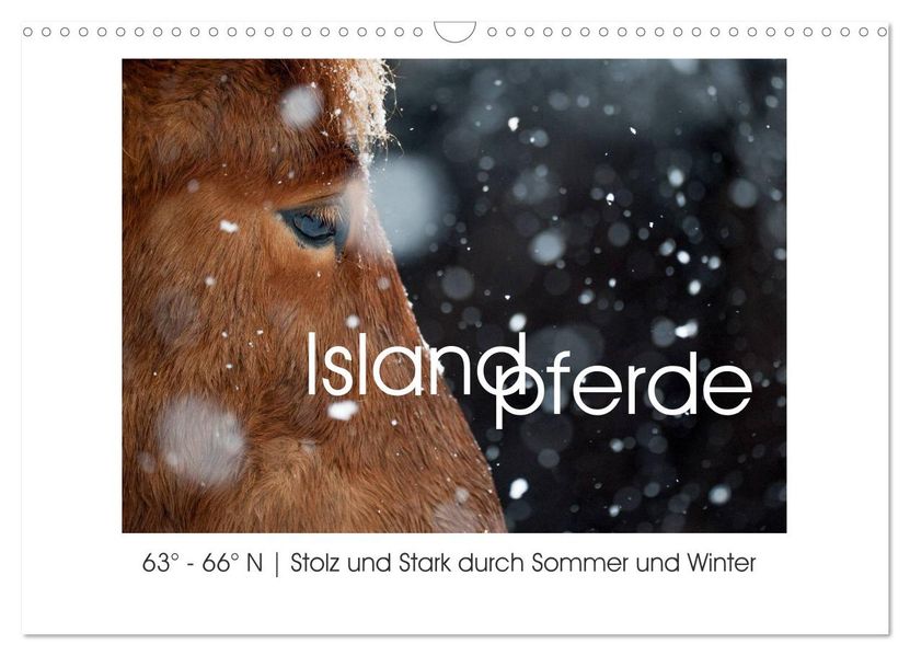 Islandpferde - Stolz und Stark durch Sommer und Winter (Wandkalender 2027 DIN A3 quer) CALVENDO Monatskalender