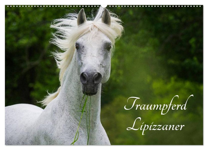 Traumpferd Lipizzaner (Wandkalender 2027 DIN A2 quer) CALVENDO Monatskalender