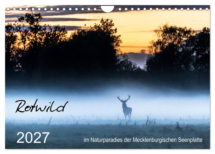 Rotwild - im Naturparadies der Mecklenburgischen Seenplatte (Wandkalender 2027 DIN A4 quer) CALVENDO Monatskalender