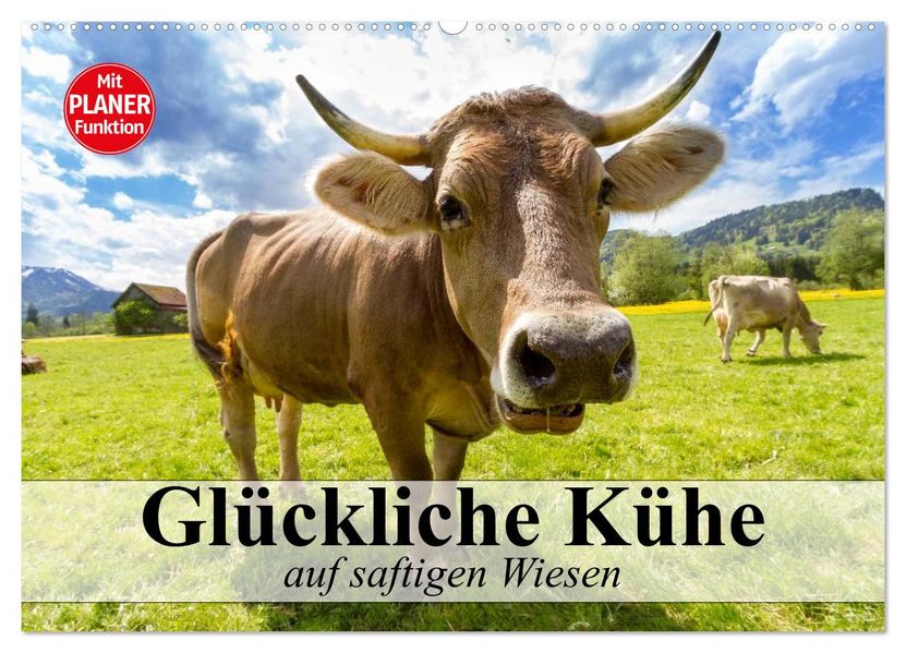 Glückliche Kühe auf saftigen Wiesen (Wandkalender 2027 DIN A2 quer) CALVENDO Monatskalender