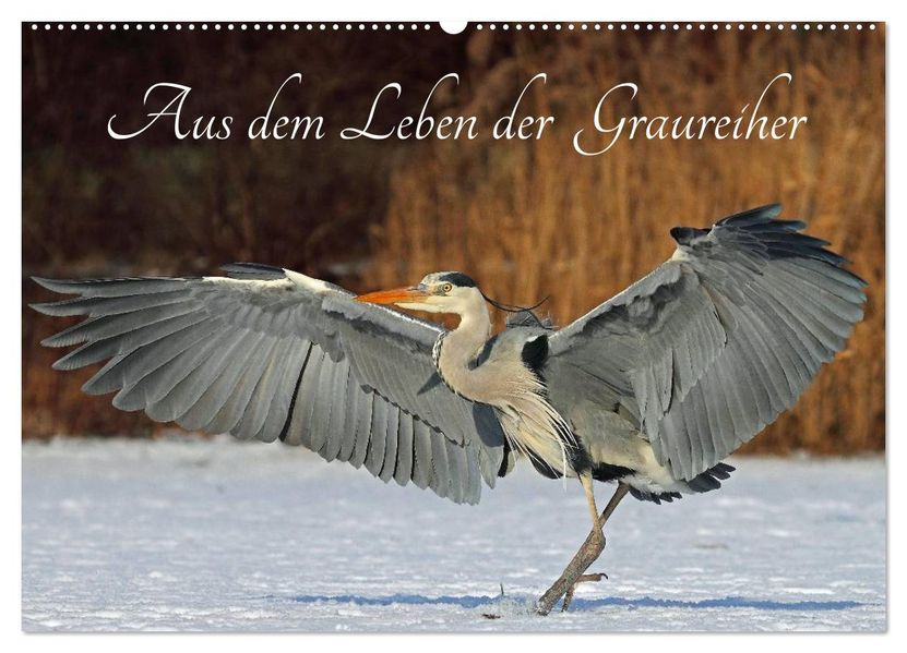 Aus dem Leben der Graureiher (Wandkalender 2027 DIN A2 quer) CALVENDO Monatskalender