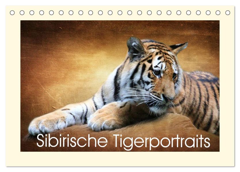 Sibirische Tigerportraits (Tischkalender 2027 DIN A5 quer) CALVENDO Monatskalender