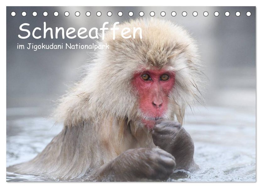 Schneeaffen im Jigokudani Nationalpark (Tischkalender 2027 DIN A5 quer) CALVENDO Monatskalender